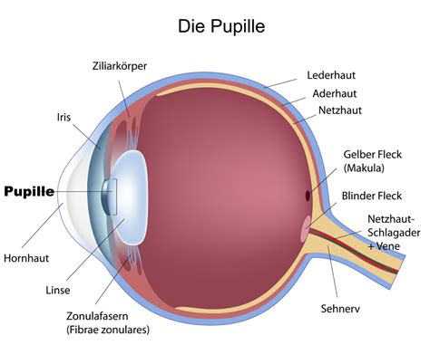 Pupille | Augapfel | Anatomie des Auges