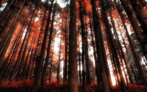 Wallpaper Sunlight Trees Landscape Forest Nature Red Wood Sun