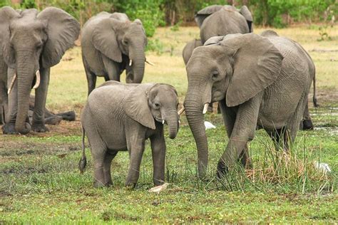 Are Elephants Endangered Earthpedia
