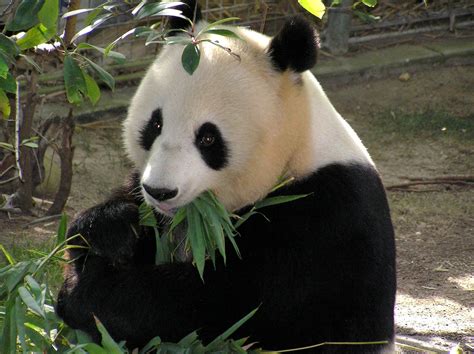 Panda Géant Description Complète Photos Instinct Animal