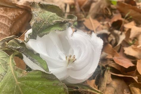 Frost Flowers Bloom In Montgomery County Creating Fragile Ice