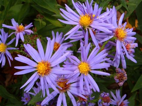 Purple Fall Flowers Purple Flowers Outside Of Ricker Samantha Flickr