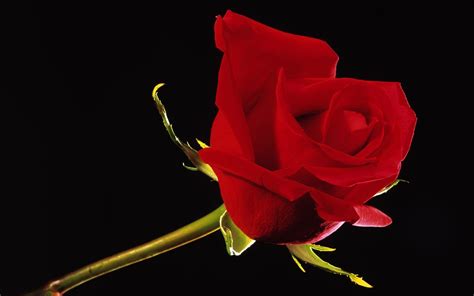 Red Rose On Black Background ·① Wallpapertag