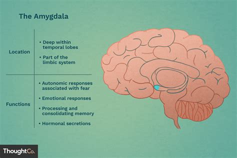 Amygdalas Location And Function