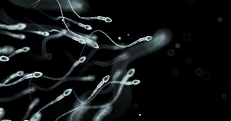 Skin Cells Turned Into Sperm Dream Health