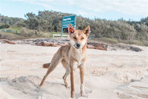 The Top 12 Fraser Island Icons Fraser