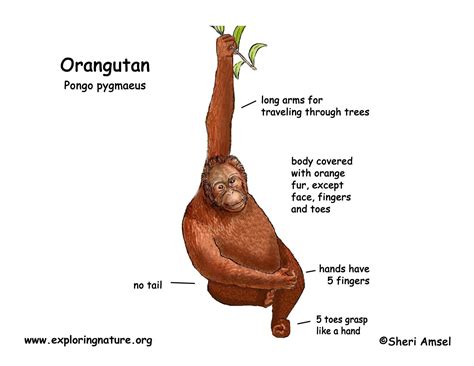 Whether you're planning a website, a web app or any other complex system or set of ideas, a web diagram illustrates the relationships between objects an. Orangutan