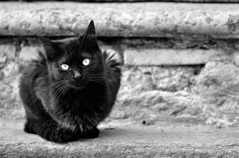 Black Stray Cat In B E W Photograph By Paolo Ernesto Bianco