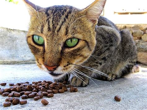 Diabetic ketoacidosis is a serious complication of diabetes that occurs when your body produces high levels of blood acids called ketones. Diabetes in cats: symptoms, causes, treatment and ...