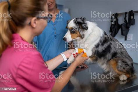 Dog Being Examined By A Veterinarian Stock Photo Download Image Now