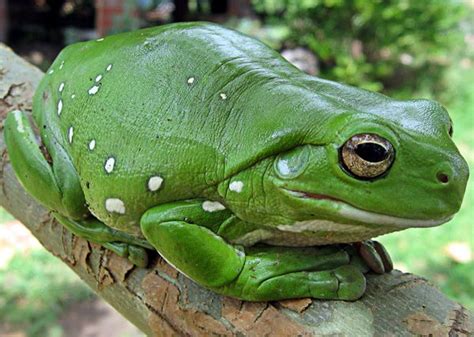 672 results for whites tree frog. Aquarium of the Pacific | Online Learning Center | White's ...