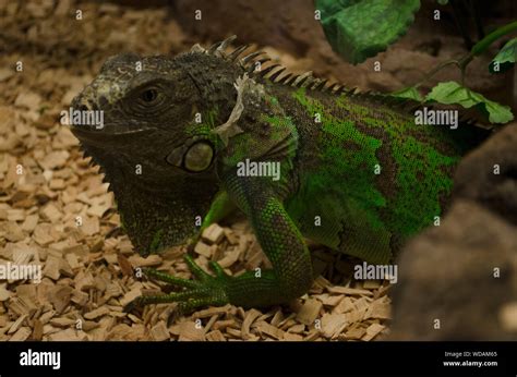 Green Iguana Iguana Iguana American Iguana Shedding Off Its Skin In