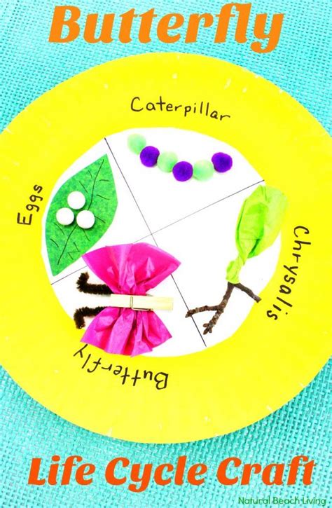 Easy Butterfly Life Cycle Craft Spring Paper Plate Craft Life Cycle
