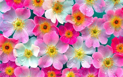 Correctly combining the colors of flowers, you can create a work of art! 30 Beautiful Flower Wallpapers - The WoW Style
