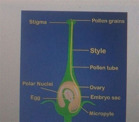 Draw A Labelled Diagram Showing Germination Of Pollen On Stigma Of A