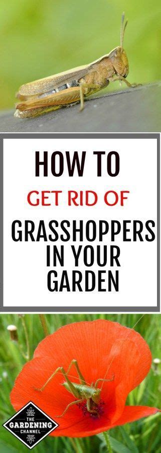 Get Rid Of Grasshoppers Garden Pests Garden Pest Control Organic