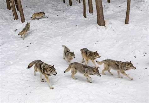 Idaho Wolf Killing Proposals Prompt Petition For Feds To Ban Barbaric