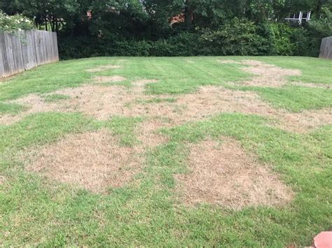 What Causes Brown Spots In The Lawn Reasons And How To Fix Home