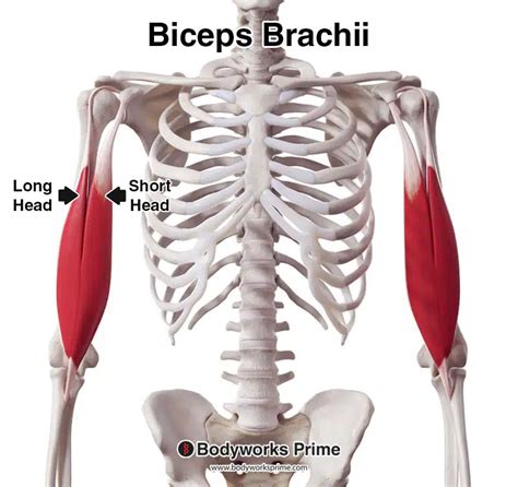 Biceps Brachii Muscle Anatomy Bodyworks Prime