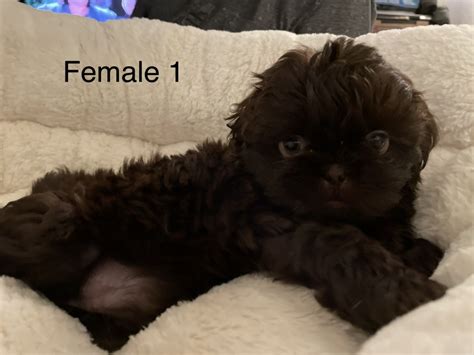 Puppies For Sale Tucson Cheap