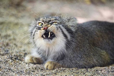 Why Is The Face Of The Pallas Cat So Expressive