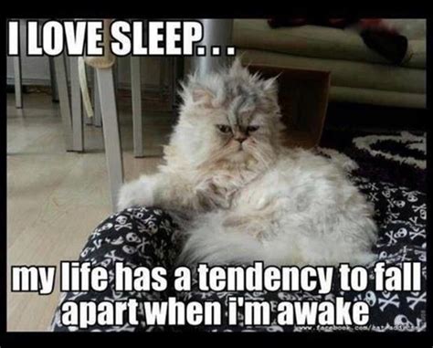 16 Times Sleepy Animals Were Too Tired To Even Care Memes I Love