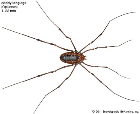 Nov 27, 2018 · while they frequented the basement of my childhood home, it is less likely to find them living in an urban apartment. Daddy Longlegs