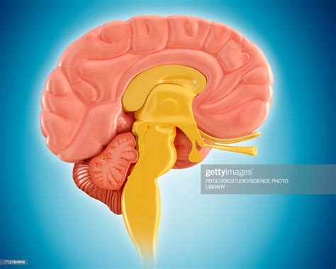 Human Brain Sagittal Midsection Illustration High Res Vector Graphic