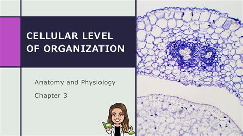 Anatomy And Physiology Cellular Level Of Organization Ch 3 Youtube