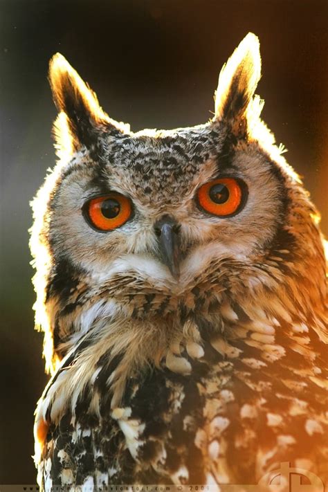 A Collection Of Owl Photography For Inspiration Designbump
