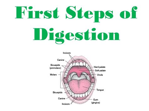 The Steps To Digestion A Quick Guide 23 Nutrition The