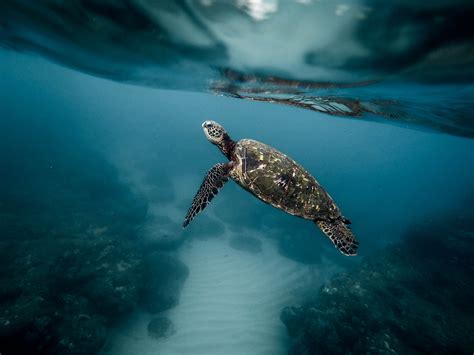 Free Images Water Ocean Animal Diving Wildlife