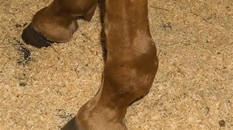 Horse Musculoskeletal Diseases Tendon Sheath Swelling The Horses