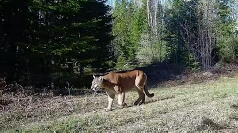 Cougar Caught On Trail Cam Confirmed In Upper Peninsula