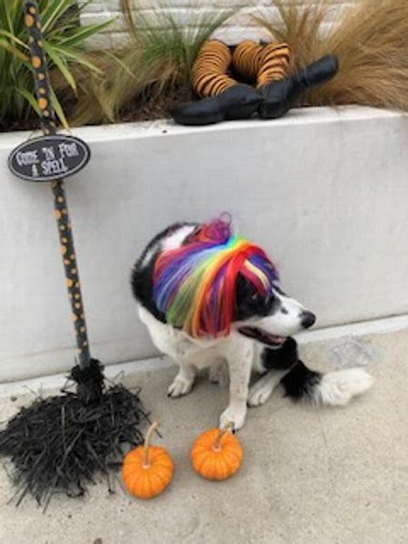 Rubies Rainbow Bob Wig Dog Costume Baxterboo