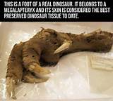 Pictures of Dinosaur Fossil With Tissue