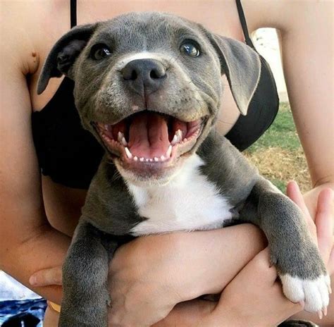 Search, discover and share your favorite puppies make me happy gifs. pitbull puppy make me happy #pitbulls#pitbullpuppy#pitpuppy#pitbulllover | Cute baby animals ...