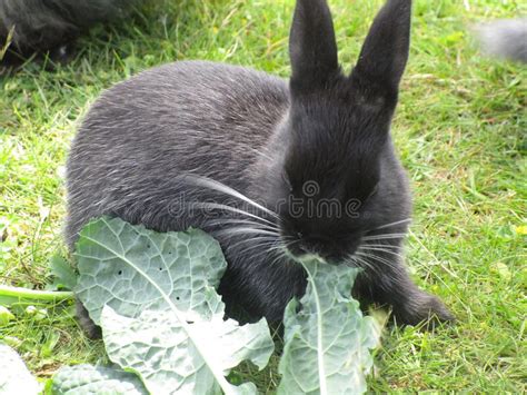 Bright Gray Baby Bunny Rabbit Feeding On Kale 2019 Stock Photo Image