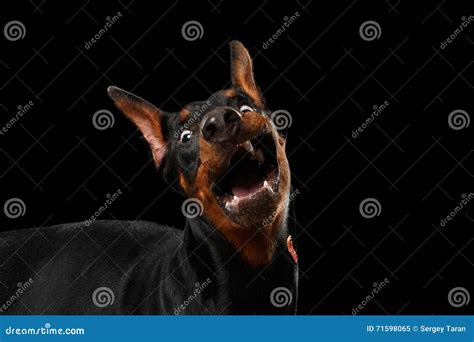 Closeup Funny Doberman Pinscher Dog Surprised Opened Mouth Isolated
