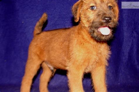 Seeing tbere is a shortage on irish terrier puppies, here is another way to aquire a dog in need: Irish Terrier puppy for sale near Springfield, Missouri ...