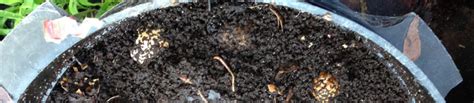 In Ground Worm Towers Small Space Gardening