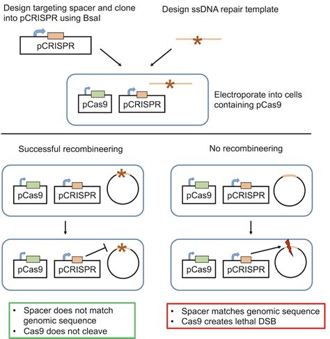 Crispr Methods For Bacteria Genome Engineering Crispra Crispri Base