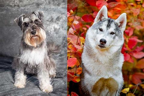 All About The Schnauzer Husky Mix Schnausky With Pictures