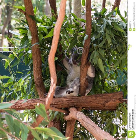 Sleeping Koala Bear In Australia Stock Photo Image Of