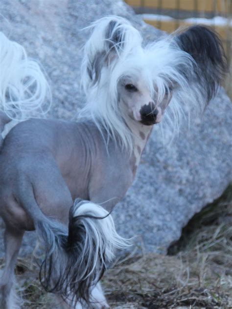 Pin By Yasmin Kirkhoff On Luvin Hairless Chinese Crested Chinese