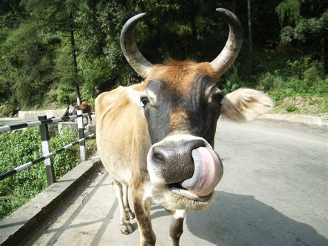 Indian Cow Funny 1600x1200 Wallpaper