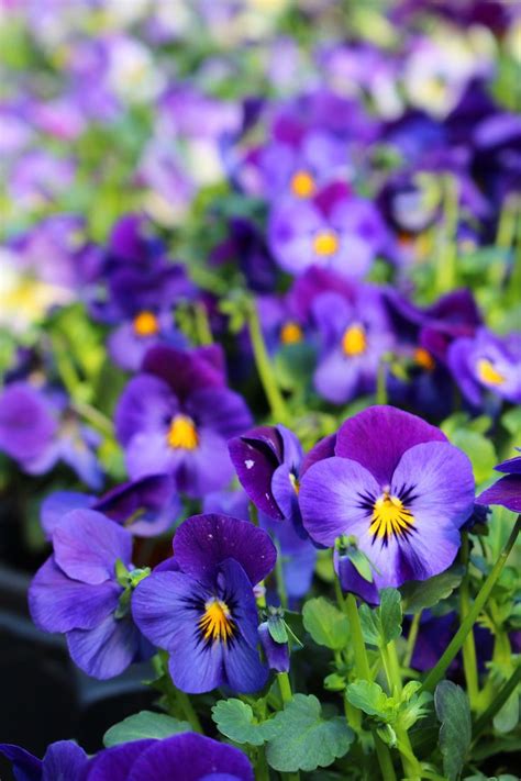 The areas where winter flowers bloom can be separated into region. These Flowers Actually Still Bloom in Winter, So You Can ...