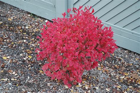 Dwarf european cranberry bush viburnum. Compact European Cranberry (Viburnum opulus 'Compactum ...