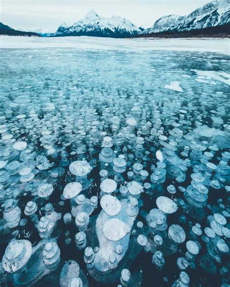 Abraham Lake Ab Canada Frozen Bubbles Abraham Lake Nature