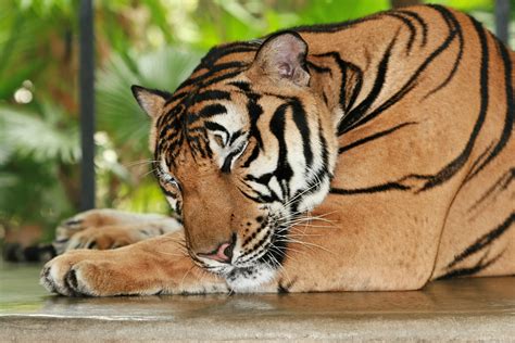 Fotos Del Tigre De Bengala Tigre De Bengala Caracteristicas E